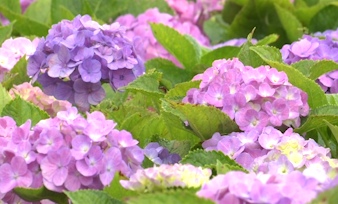 第二届涪陵绣球花节将于5月19日开幕