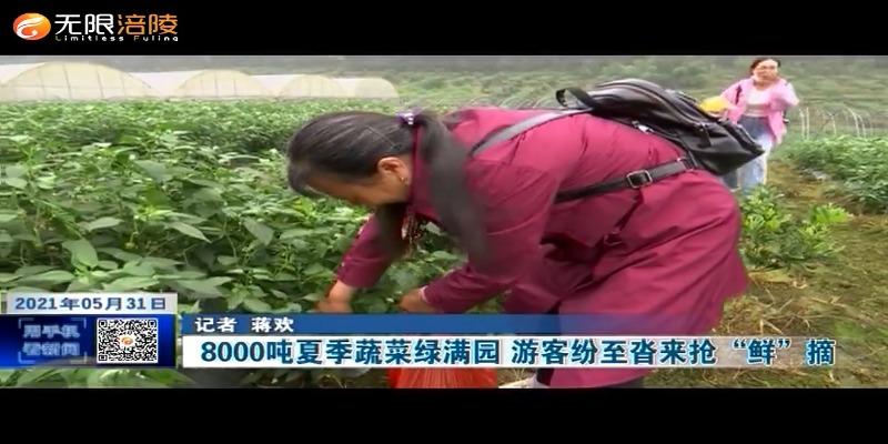 8000吨夏季蔬菜绿满园 游客纷至沓来抢“鲜”摘