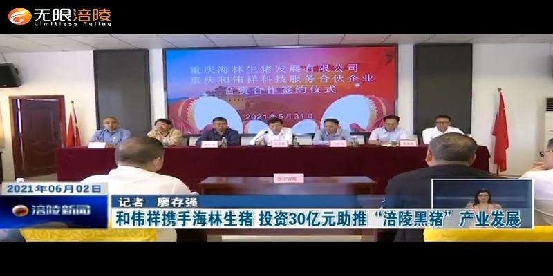 ​和伟祥携手海林生猪    投资30亿元助推“涪陵黑猪”产业发展