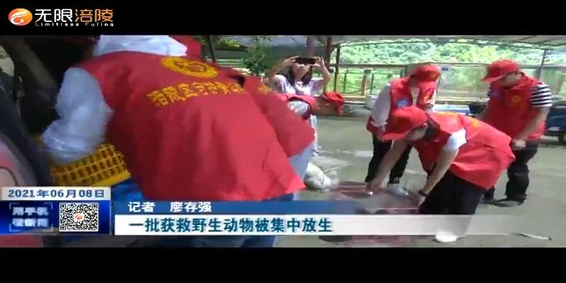 ​ 一批获救野生动物被集中放生