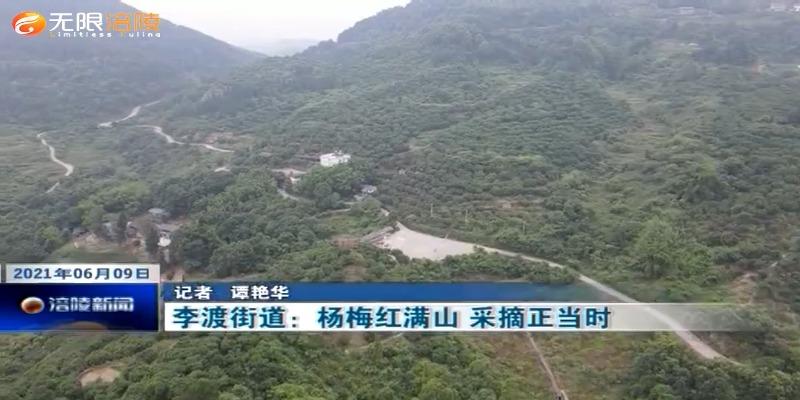 李渡街道：杨梅红满山 采摘正当时
