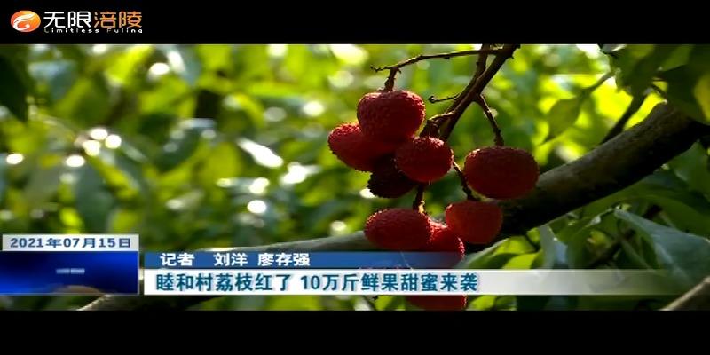 睦和村荔枝红了 10万斤鲜果甜蜜来袭