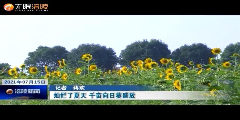 ​灿烂了夏天 千亩向日葵盛放