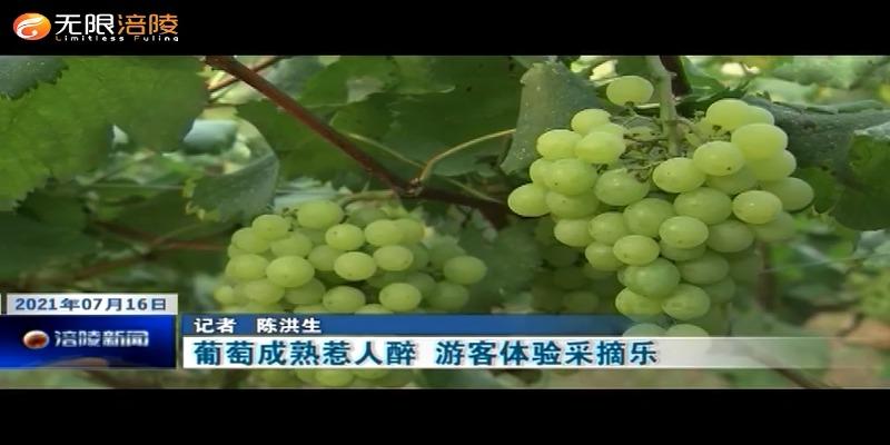 ​葡萄成熟惹人醉    游客体验采摘乐