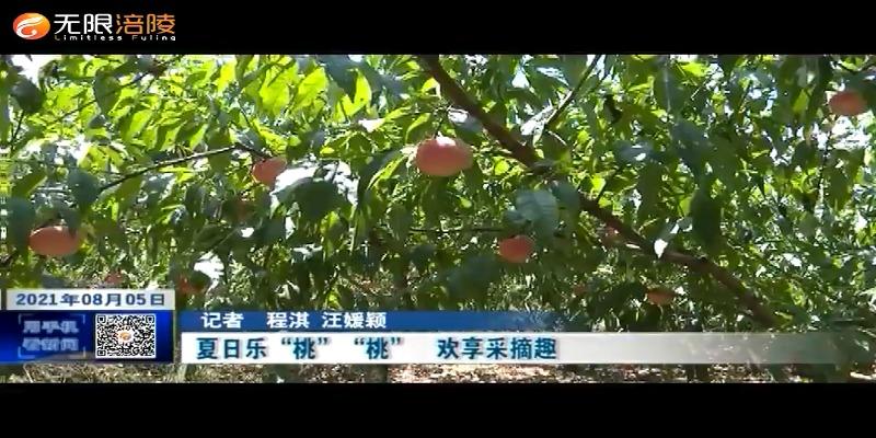 夏日乐“桃”“桃”   欢享采摘趣