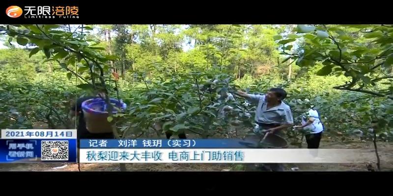 ​秋梨迎来大丰收 电商上门助销售