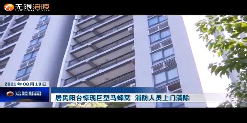 居民阳台惊现巨型马蜂窝  消防人员上门清除