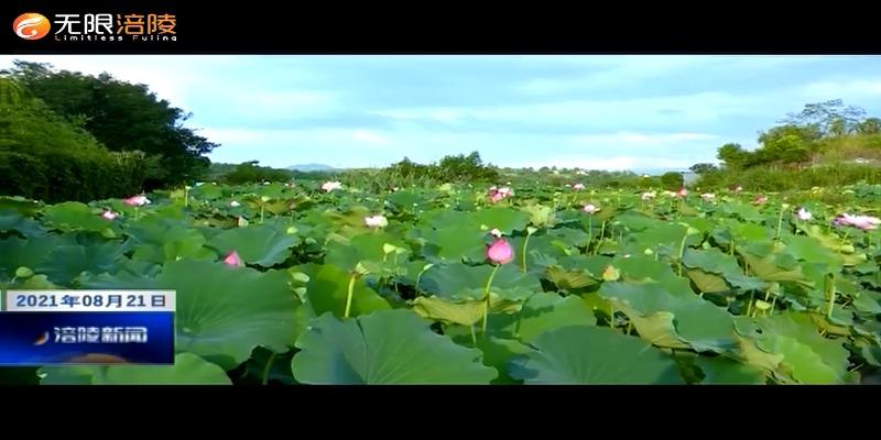 ​秋日荷花更惹眼