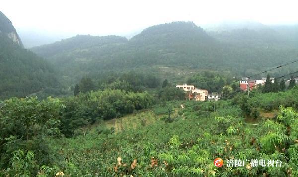 大木桃李向你发起甜蜜“邀请”！