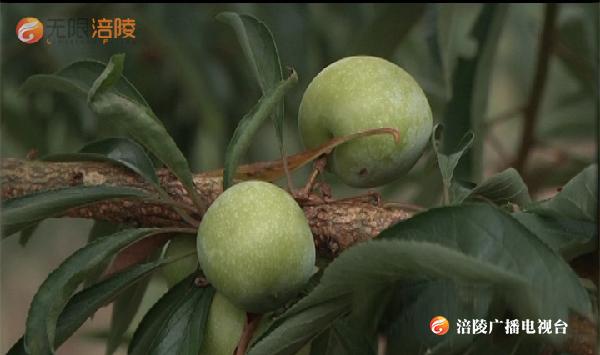 临江村吃什么？摘什么？看这个视频就知道了！