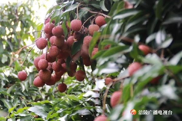 走！吃荔枝去啦！