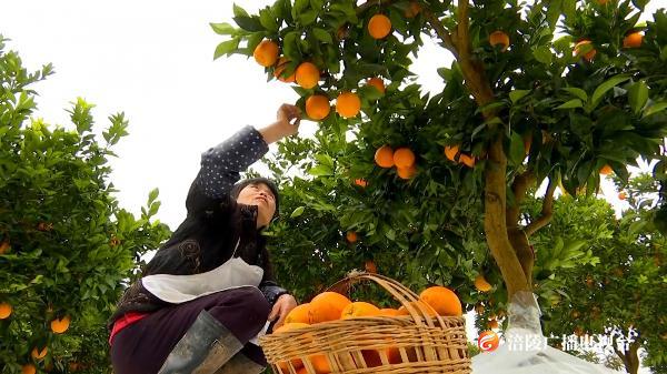 骄傲！全国农民合作社典型案例，重庆就涪陵睦和龙哥入选！