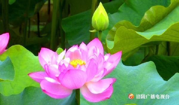 七夕表心意，去这儿！