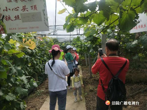 走起！摘葡萄啦