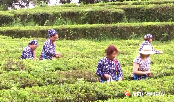 今夏避暑，客串“茶农”采茶去