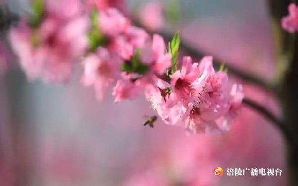 城带乡拔穷根 蹚新路奔幸福 ——山城重庆攻坚“两不愁三保障”一线观察
