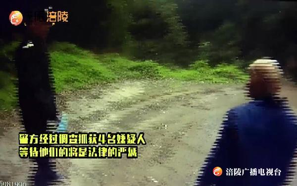 非法采伐桫椤  4人将受法律严惩