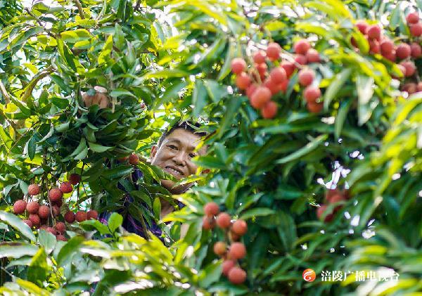 重庆涪陵：荔枝种植 助力脱贫攻坚