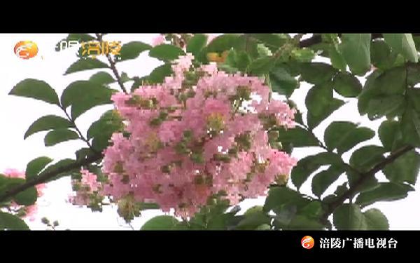 ​紫薇花开 街头邂逅“粉色浪漫”
