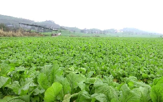 涪陵：500万赔付金“保底”          20万亩青菜头收益有保障
