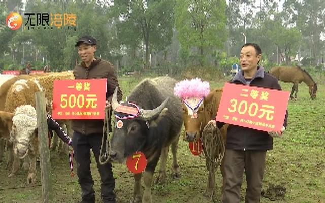 “晒牛”欢乐多 民俗迎立春