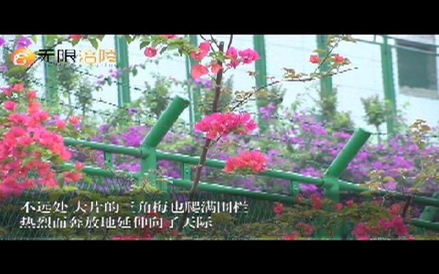 ​ 涪陵综保区：园区变身“大花园”   繁花似锦美如画