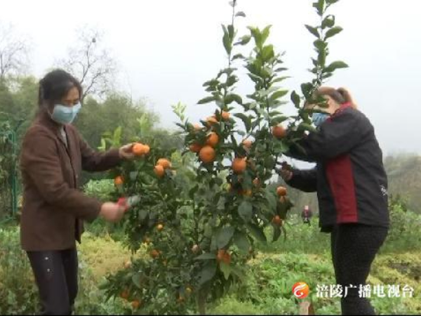 柑橘滞销变直销，蔺市镇助农增收解“难”
