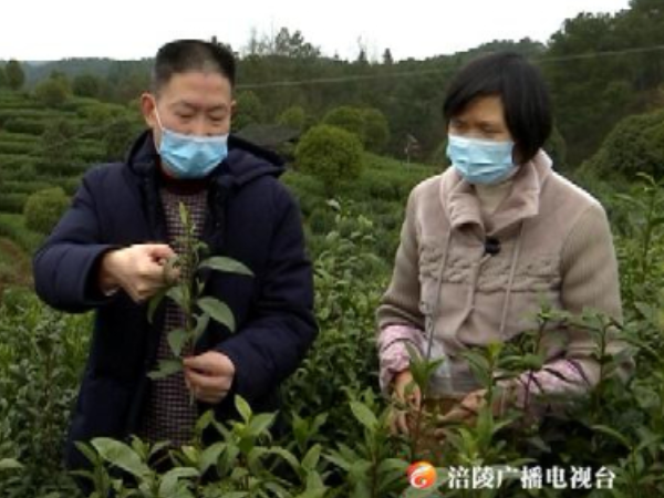 农技指导进茶山  明前春茶采摘忙