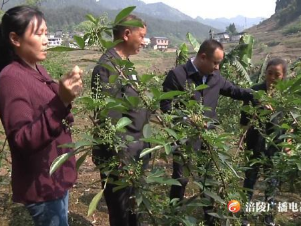 珍溪镇：发展壮大扶贫产业 拓宽贫困户“致富之路”