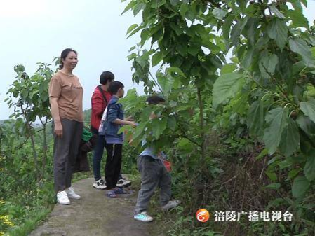 四月桑葚鲜 采摘正当时
