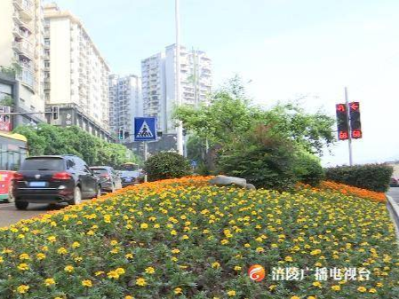 涪陵：15万株鲜花扮靓街头迎“五一”