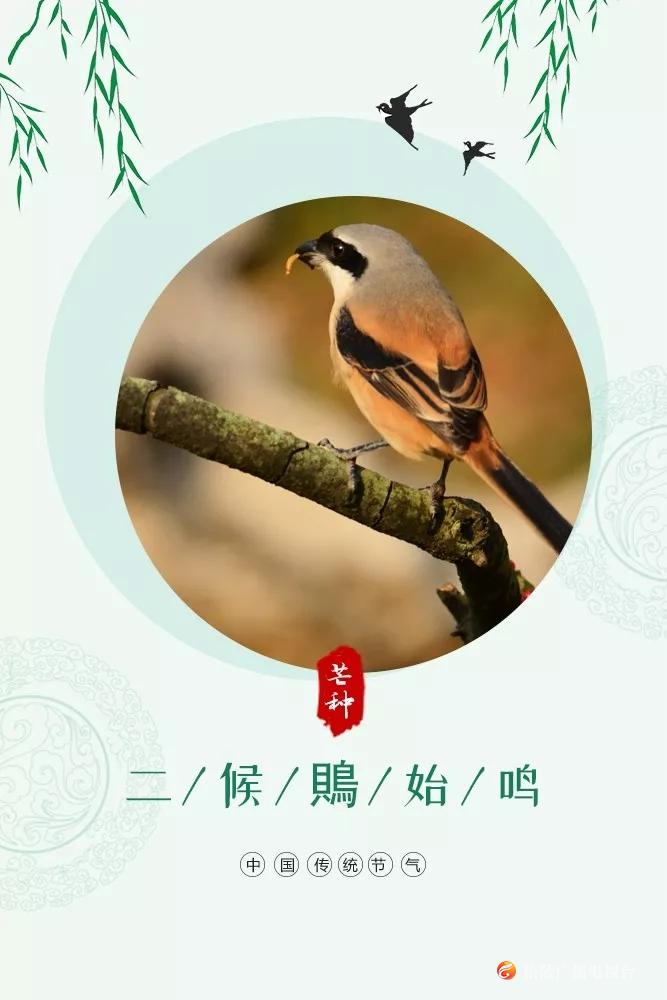 二候鵙(jú)始鸣